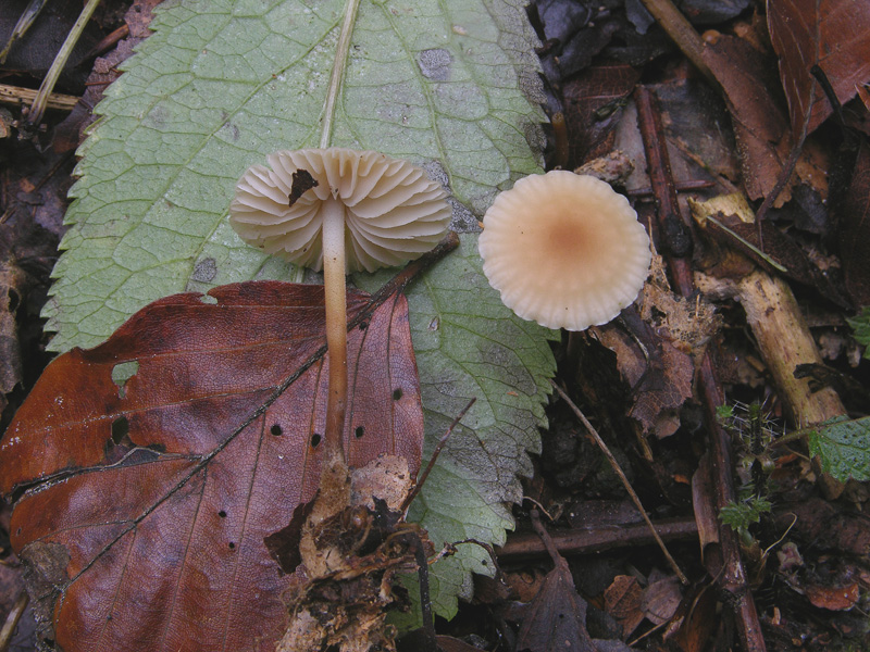 Marasmius torquescens